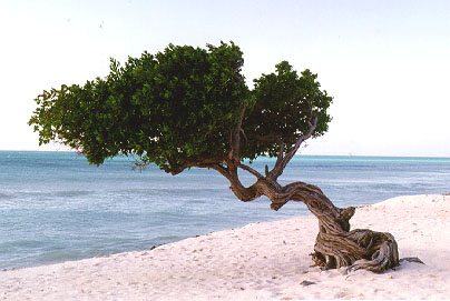 The beautiful divi divi tree